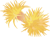 Illustration of Tubastrea spp. (Sun Coral)