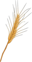 Illustration of wheat kernels