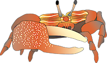 Anterior view of Uca spp. (Fiddler Crab)