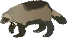 Illustration of Gulo gulo (Wolverine)
