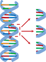 DNA; amplification of sequence