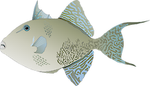 Balistes capriscus (Gray Triggerfish)
