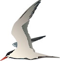 Sterna spp. (Tern)