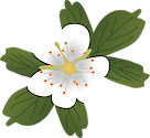 Illustration of Three-toothed Cinquefoil