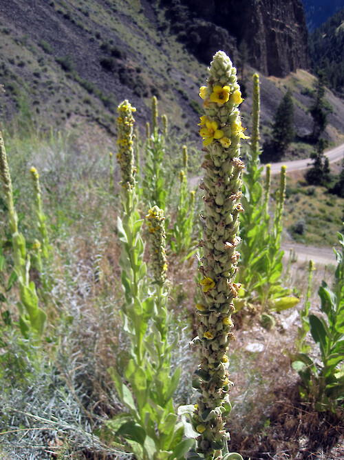 Rocky Mountain invasive flower in bloom