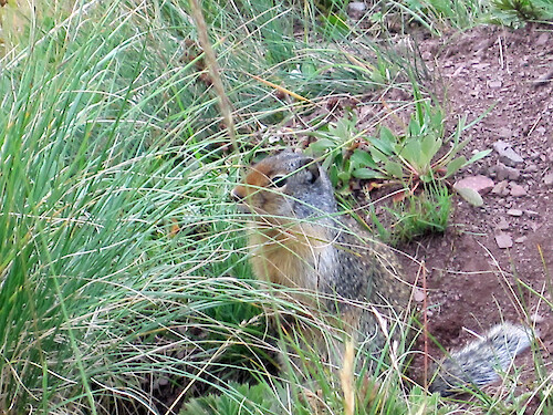 ground squirrel among grasses in Rocky Mountains