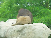 Lion at the Stoneham Zoo
