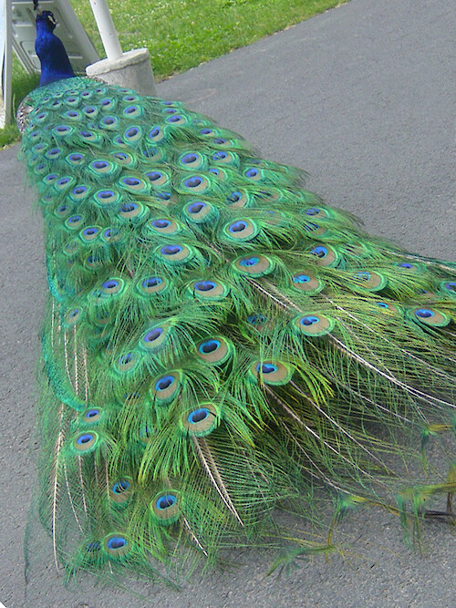Peacock at the Stoneham Zoo