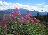 Rocky Mountain wildflower in bloom