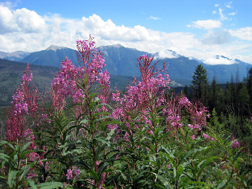 Rocky Mountain wildflower in bloom
