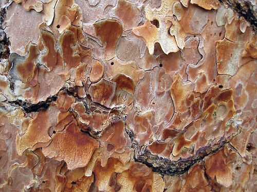 close-up photo of Jeffrey pine bark