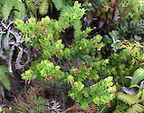 native Hawaiian shrub