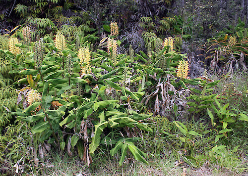 Photographed in Hawaii, invasive species