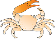 Illustration of a fiddler Crab (Uca Spp.)