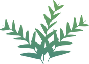 Illustration of a generic winter crop