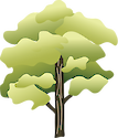 Illustration of a Striped Maple (Acer Pensylvanicum)