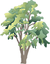 Illustration of black locust tree (Robinia Pseudoacacia)