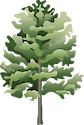Illustration of white ash (Fraxinus Americana)