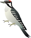 Illustration of a profile of the Downy Woodpecker (Picoides Pubescens)