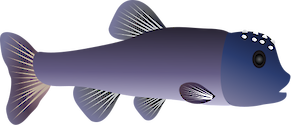 Illustration of the Bluehead Chub (Nocomis Leptocephalus)
