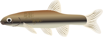 Illustration of the Blacknose Dace (Rhinichthys Atronasus)