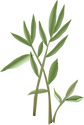 Illustration of Japanese stiltgrass