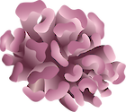 Illustration of Pocillopora meandrina (Cauliflower Coral)