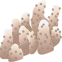 Illustration of Porites (Finger Coral)