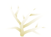 Illustration of bleached Acropora cervicornis (antler coral).