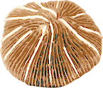 Illustration of mushroom coral (Fungiidae)
