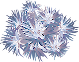 Illustration of an octocoral (Octocorallia)