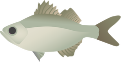 Illustration of Kuhlia spp. (Flagtail)