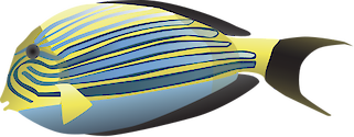 Illustration of a Striped Surgeon Fish (Acanthurus Lineatus)