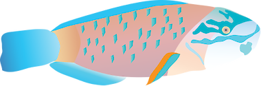 Illustration of a Bullethead Parrotfish (Chlorurus Spilurus)