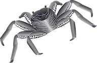Illustration of Grapsus tenuicrustatus (Thin-shelled Rock Crab)