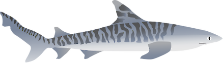 Illustration of a Tiger Shark (Galeocerdo cuvier)