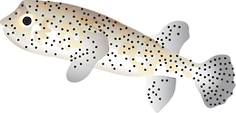 Illustration of Spot-fin Porcupinefish (Diodon Hystrix)