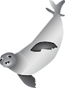 Illustration of a Hawaiian monk seal (Monachus Schauinslandi)
