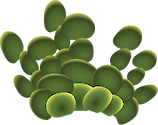 Illustration of the green algae Halimeda discoidea.
