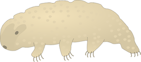 Illustration of a Tardigrade