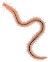 Illustration of a polychaete with white bristles