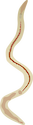 Illustration of a nematode (round worm)