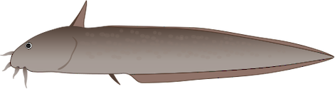 Illustration of Cnidoglanis macrocephalus (Cobbler)