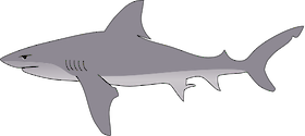 Illustration of Carcharhinus leucas (Bull Shark) side view