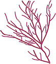 Illustration of Gracilaria spp.