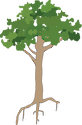 Illustration of a generic rainforest tree
