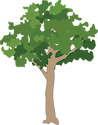 Illustration of a generic rainforest tree