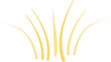 Illustration of Triodia spp. (Spinifex)