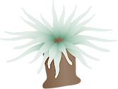 Illustration of a sea anemone