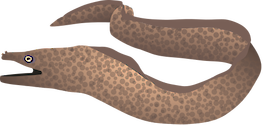 Illustration of a Moray Eel
